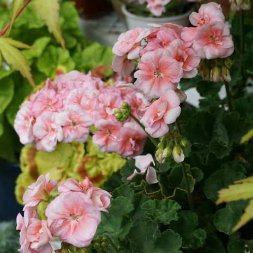 semillas de geranio - rocas resistentes decoración perennes 40pcs