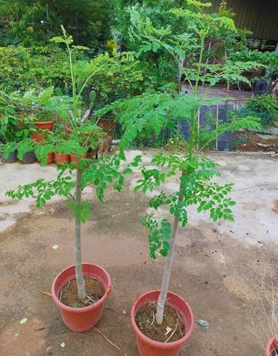 Planta Moringa Oleifera 100-120 cm maceta 2 litros plantas de 2 años