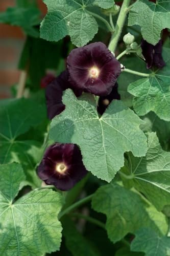 Alcea rosea 'Nigra' 9x9 cm Topf – Winterhart, Pflegeleicht – Stockrose – Beetpflanze für Garten & Bauerngarten