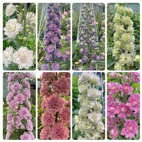 semi di delphinium annuali - esotiche interno balcone vecchie varietà resistenti giardino 150pcs