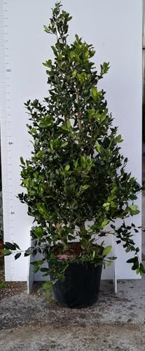 PIANTA DI AGRIFOGLIO NELLY Compatible with STEVENS VASO CM 35 ALTEZZA 150/160 CM FOTO REALI