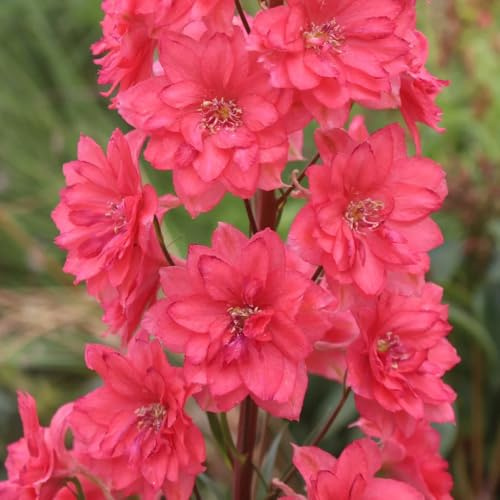 Semi di Delphinium - da balcone Larkspur - Le perenni sono semi di resistenti 400pcs