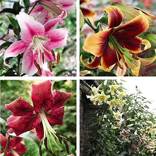 Suttons Towering Tree Lily Giant Flowers Bulb Collection Outdoor Garden Flowers 4 Varieties Plants Fragrant Blooms Hardy Perennial Supplied as 12 Bulbs