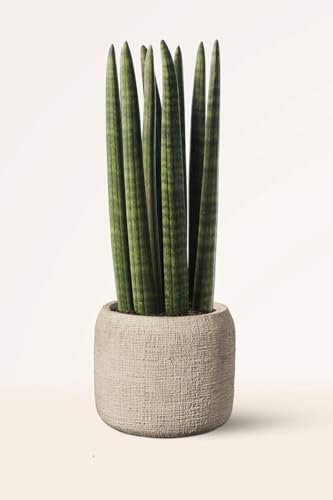 Sansevieria Cylindrica o Lanza Africana - Planta Natural Interior - April Plants - Altura: 25-30 cm
