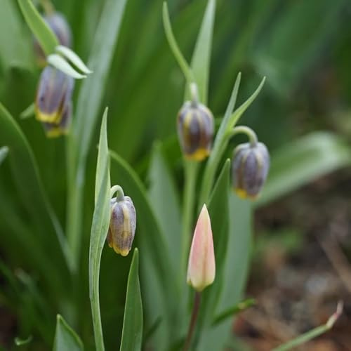 Bulbi di Fritillaria, bulbi di giglio a scacchi, per luoghi soleggiati resistenti all'esterno esotiche da giardino perenni 3pcs