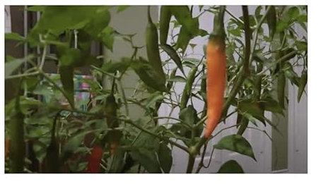 Stk - 5x Criolla Sella Chili Samen Saatgut Küche Garten PW105 - Seeds & Plants Shop by Ipsa