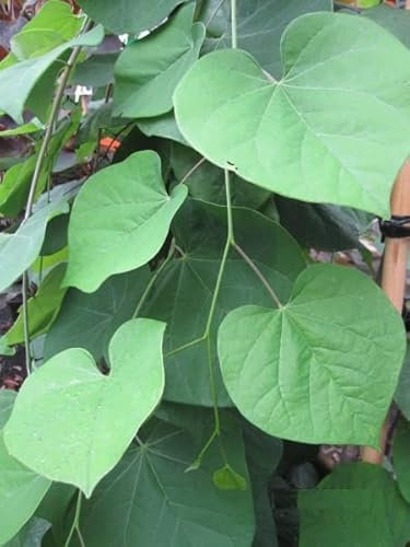 Cercis canadensis Vanilla Twist - Kanadischer Judasbaum - 150-175cm