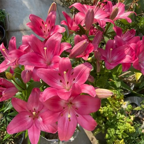bulbi di gigli perenni resistenti - aiuole rialzate giardino appartamento esotiche 4pcs