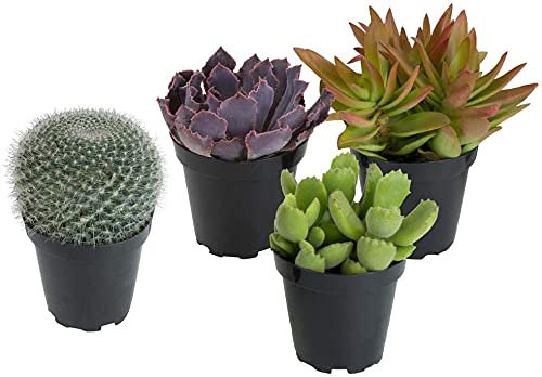 Pack 4 Cactus y Crasas Variados en Maceta Pequeño Kit Ahorro Plantas Naturales