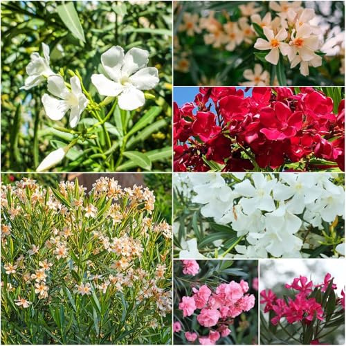semillas de adelfa resistentes semillas pradera de interior balcón resistentes al invierno para bonsái jardín 18pcs