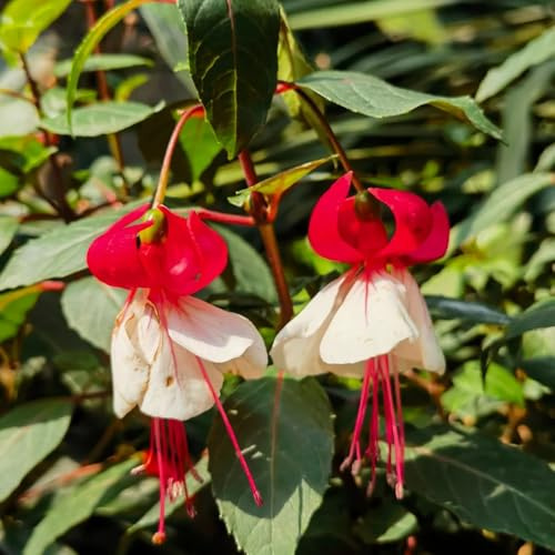 fuchsien, blumensamen balkon, winterharte kübelpflanzen fuchsiensamen seltene, wohnzimmer deko blumenwiese mehrjährig 600pcs