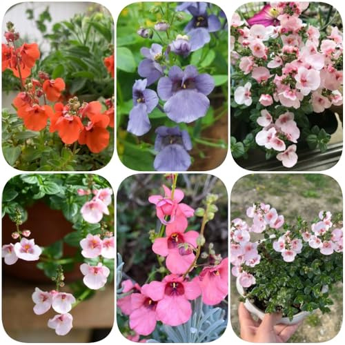semi di Delphinium semi di selvatici organico balcone esotico vecchie varietà resistenti per giardini rocciosi resistenti estivi per 500pcs
