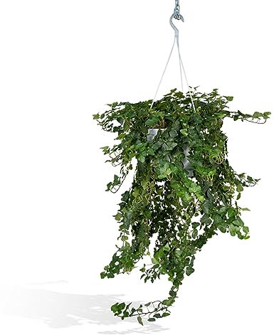 Hedera Helix Wonder XL