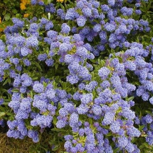 1 x Ceanothus 'Herbstblau' immergrüner Strauch winterharte Gartenpflanze im Topf