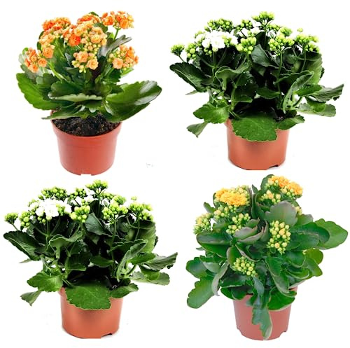 Cuatro Kalanchoe Calandiva Naturales - Plantas de Interior con Floración Doble