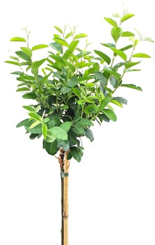 Felsenbirne Amelanchier lamarckii 'Rainbow Pillar' Hochstamm 80-100 cm winterhart Freilandaufzucht