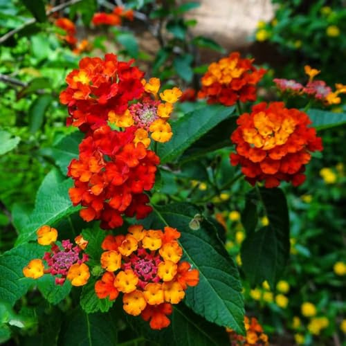 lantana - semi decorazione giardino per le resistenti per giardino semi lantana - rare selvatiche 300pcs