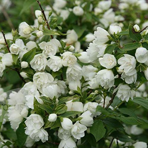 Philadelphus 'Manteau D'Hermine'- Seringat 'Manteau d'Hermine' 40-50 cm en conteneur