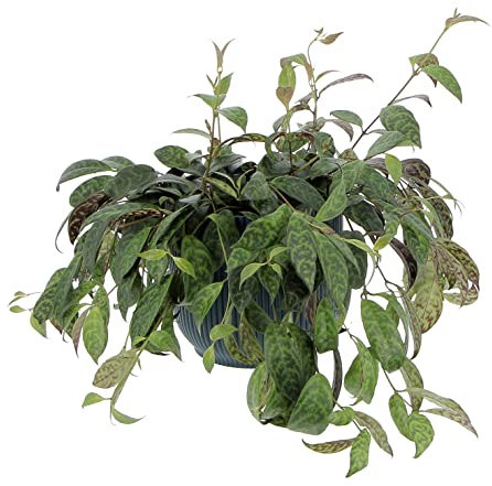 KENTIS - Aeschynanthus Marmoratus - Pianta Eschinanto - Piante Pendenti Vere da Interno - Pianta Ornamentale da Appartamento - Vaso Ø 17 cm