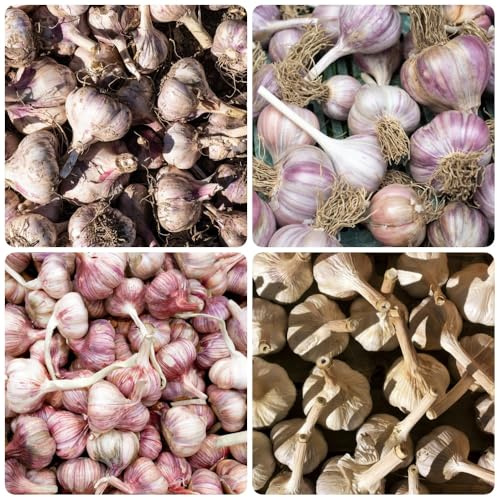 Semillas de ajo, semillas de variedades antiguas exóticas comprar 100pcs