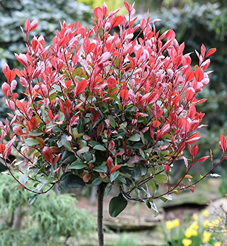 Hochstamm Glanzmispel Little Red Robin 80-100cm - Photinia fraseri