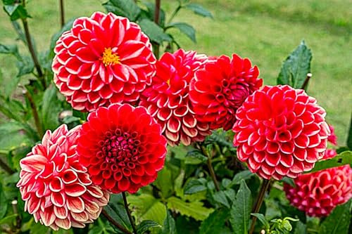 Dahlia Bulbs for Planting,Dahlia Bulbs Mix,Dahlia Tubers UK，Flowering Rhizome,Excellent Display Indoor Perennial Balcony Garden Bulbs-2bulbs-H