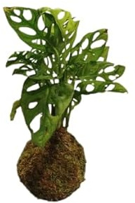 Kokedama DECOALIVE de Monstera Adansonii – Enredadera Tropical – Fácil Cuidado