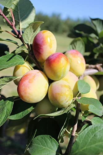 Dwarf Patio Aprimira Miracot Golden Plum Fruit Tree 3-4ft Supplied in a 5 Litre Pot by DirectPlants