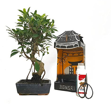 PACK INICIACIÓN BONSAI NATURAL DE INTERIOR DE FICUS RETUSA 8 AÑOS INCLUYE TIJERAS 120MM Y ABONO ECO
