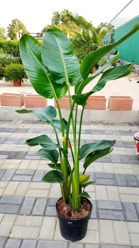 PIANTA DI STRELITZIA AUGUSTA VASO 24 ALTEZZA 120/130cm (foto reali) DA INTERNO
