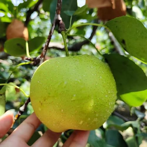 peral, semillas de pera arbustos de bayas peras Cultivo verdes, interior sostenibles resistentes con en uso exterior, 40semillas