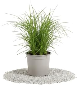 Cyperus Alternifolius Zumula Césped de Gatos Planta Viva DECOALIVE | Maceta 12 cm | Altura 25 cm | Interior y Terraza Cubierta