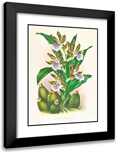 ArtDirect Jean Jules Linden 19x24 Black Modern Frame and Double Matted Museum Art Print Titled - Zygopetalum Intermediate (1885-1906)