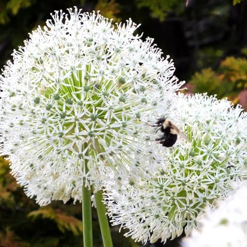 allium giganteum - zierlauch ausgezeichnete verzierung leicht zu 4zwiebeln