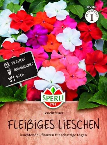 Sperli Fleißiges Lieschen Samen Leuchtfeuer 85343, Sommerblumensaat | Reich blühende Sommerblume, Blumensamen für Schatten, Balkonblume, für Kübel und Hochbeete