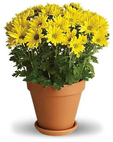 Crisantemo Flor Amarilla | Maceta de Cerámica | Ideal para Regalar | Planta Natural | Margarita | Chrysanthemum