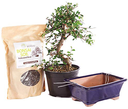 Brussel's Bonsai Live Chinese Elm Bonsai Outdoor Tree Gift Bundle - Medium Bonsai Tree - Bonsai Kit with Ceramic Bonsai Pot and Bonsai Soil