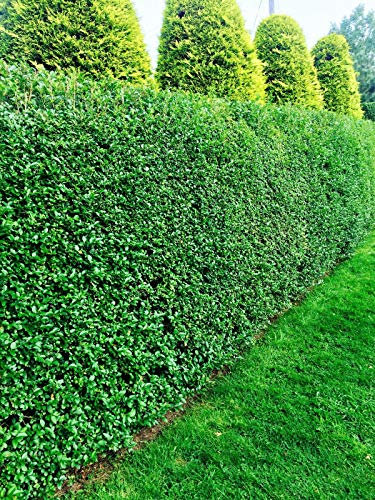 25 Green Privet Hedging Evergreen Plants Fast Growing Shrubs 20-30cm Potted Sunnyside Nurseries