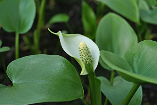 Calla palustris 9x9 cm Topf – Winterhart, Mehrjährig, Pflegeleicht – Sumpf-Calla – Teichpflanze für Teichrand & Uferzone