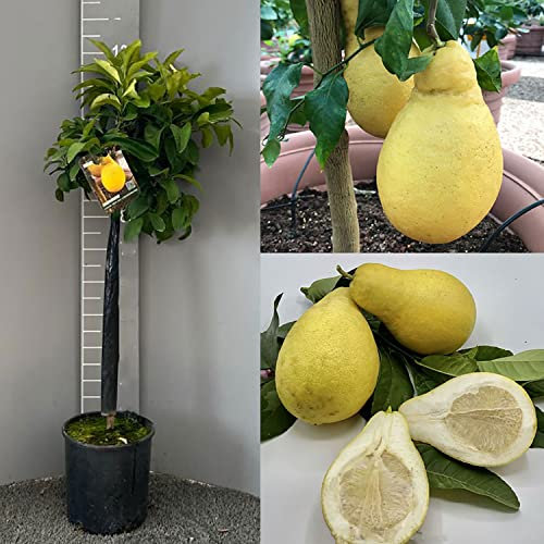 SAVINI VIVAI citronnier, agrume, poire Lemon Commendatore, en pot de 24 cm hauteur 90-110 cm 3-4 ans de greffage, fabriqué en Italie