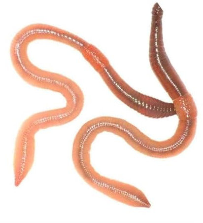 Wiggly Wigglers Live Garden Worms For Soil Enrichment & Healthy Plant Growth | Gardening Essential | Earthworms | Red Worm | Earth Worms (100)