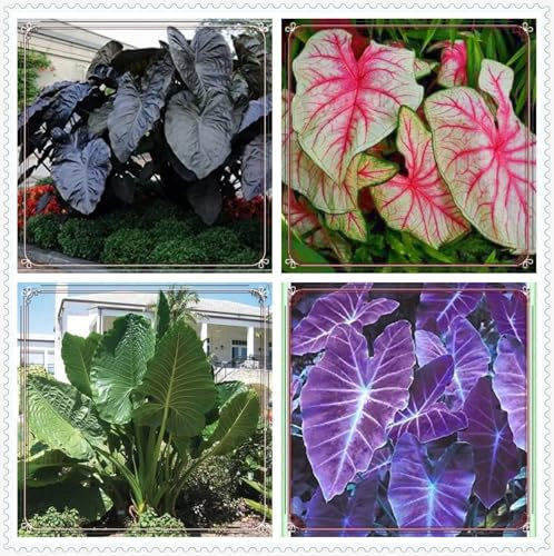 Elephant Ears for Planting UK Hardy Perennial Greening Excellent Display Indoor and Outdoor Perennial Strong Plants That Grow Well -15Bulbs-Greene
