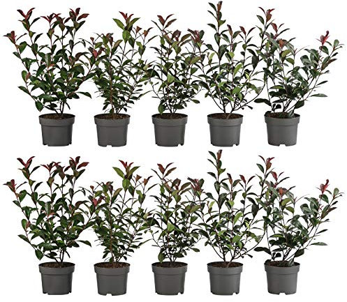 Dehner Purpur-Glanzmispel Carre Rouge, für 2 Meter Hecke, 20-35 cm, 10 x 2 l Topf, Heckenpflanze