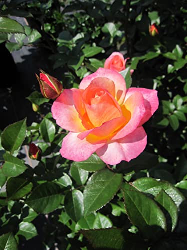 Rosa Dekora ® - Strauchrose Dekora ® - Kordes Rose