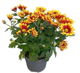 Margarita Viva en Maceta – Planta Perenne con Floración Espectacular