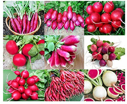 Please Read This is A Mix 100 Radish Mix 9 Varieties Seeds, Heirloom Non-GMO, Colorful, Pink, Red, White, Sweet and Mild, Raphanus sativus, from USA