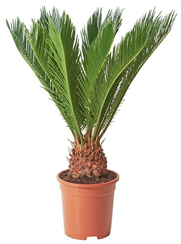 Palmera Natural Cyca Revoluta Planta de Crecimiento Lento