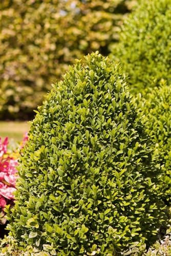 Buxus sempervirens arborescens 150-160 cm - Buchsbaum, immergrün, ideal für Hecken und Formschnitt, pflegeleicht und winterhart