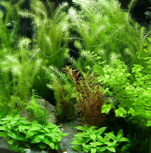6 Bund - über 40 Wasserpflanzen, Aquariumpflanzen + Dünger + Wasseraufbereiter, algenmindern, gemischt für alle Aquarienbereiche