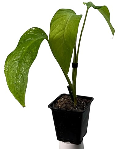 Monstera obliqua tamarido – pianta da interno rara | pianta rampicante per asta muschiata, traliccio & indoor Jungle | esclusiva pianta da collezione per la casa